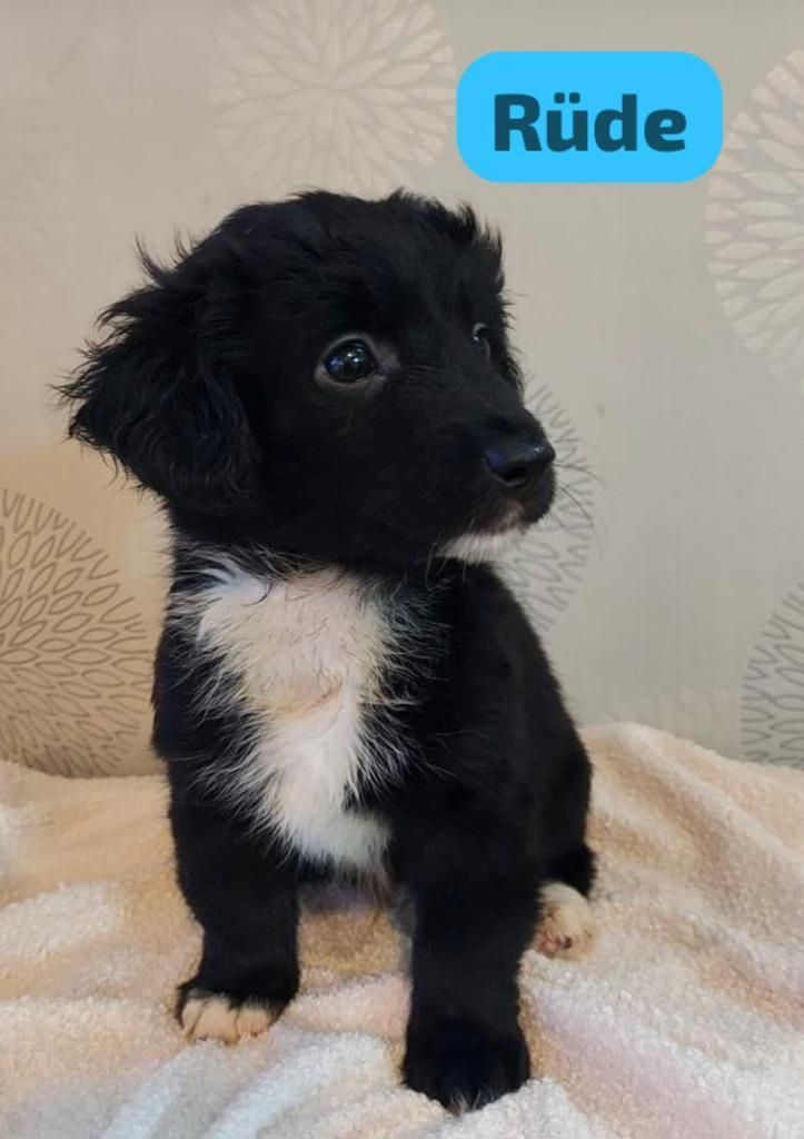 Bildschöne und Kinderliebe Schafpudel-Pudel Mix  -Shih-Tzu -Havaneser Mix Tzu Welpen Bildschöne und Kinderliebe Schafpudel-Pudel Mix  -Shih-Tzu -Havaneser Mix Tzu Welpen