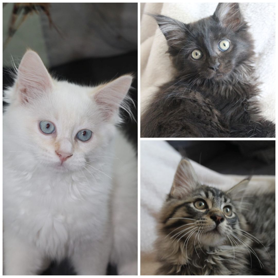 3 super süße und liebe Kitten