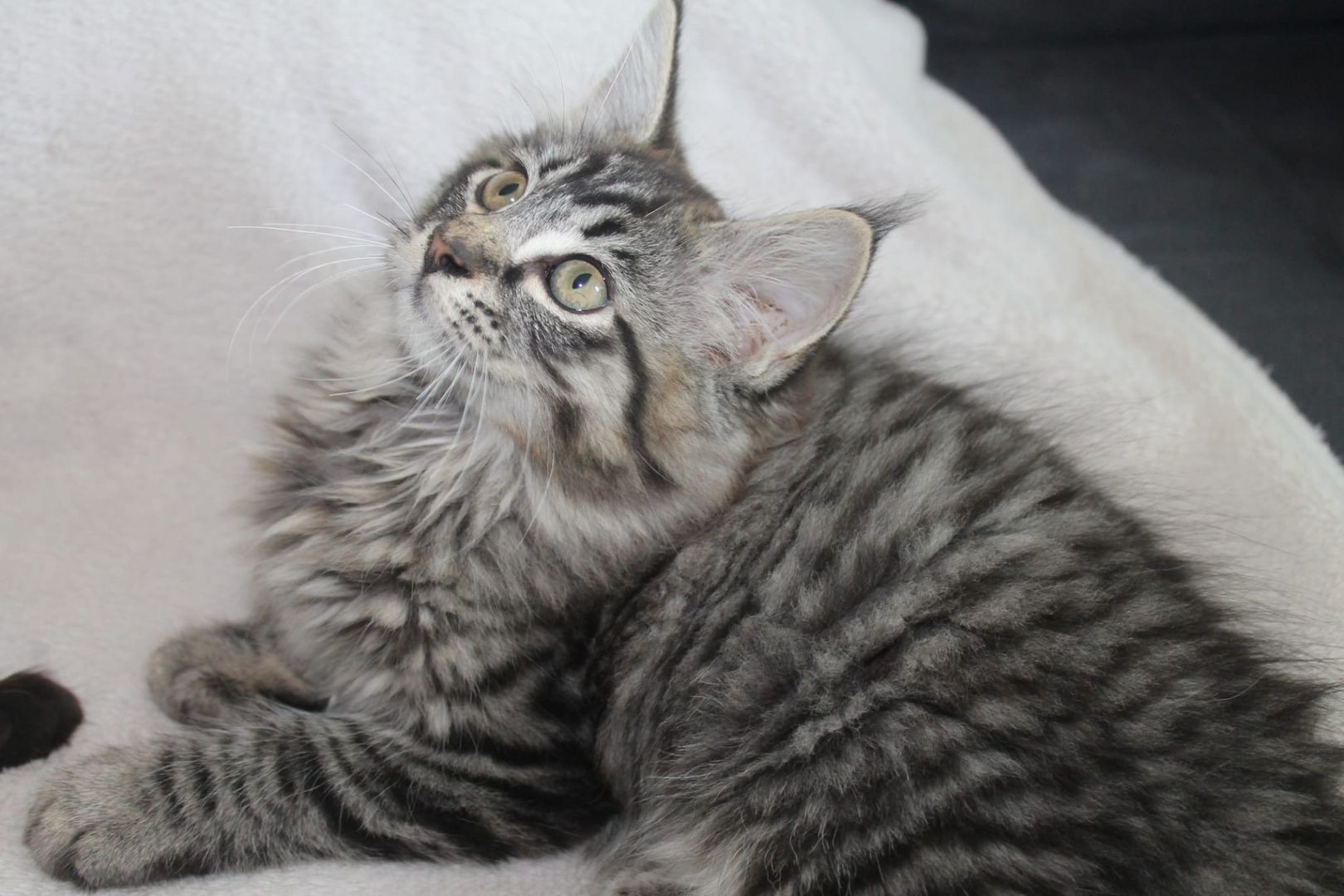 3 super süße und liebe Kitten