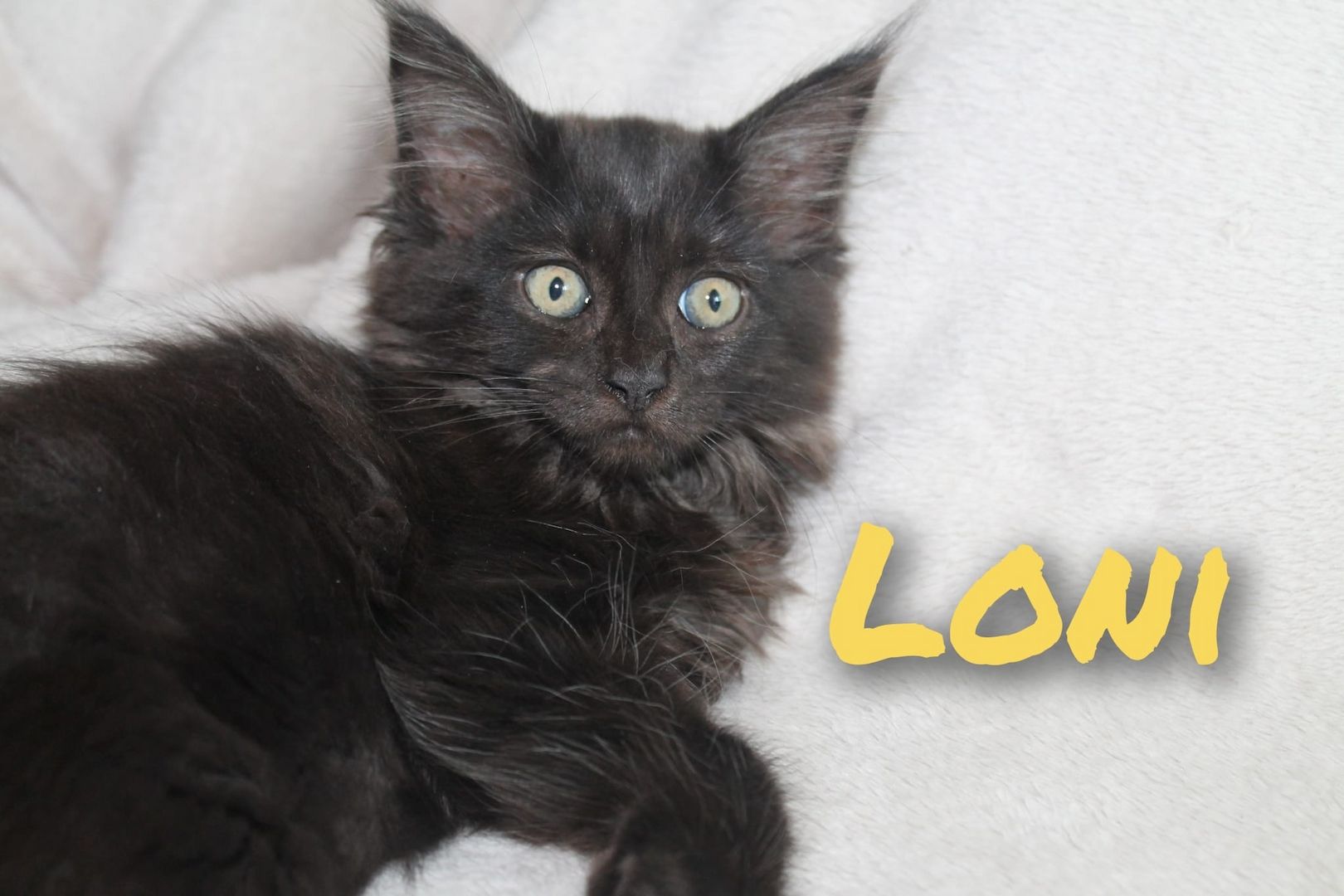 3 super süße und liebe Kitten