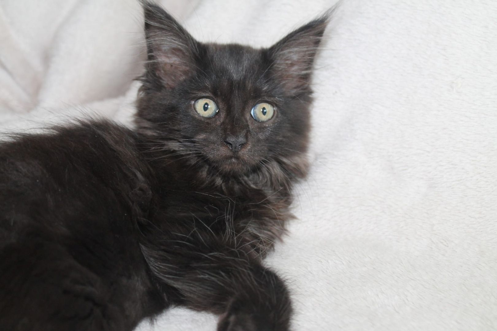 3 super süße und liebe Kitten