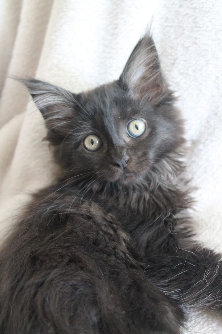 3 super süße und liebe Kitten