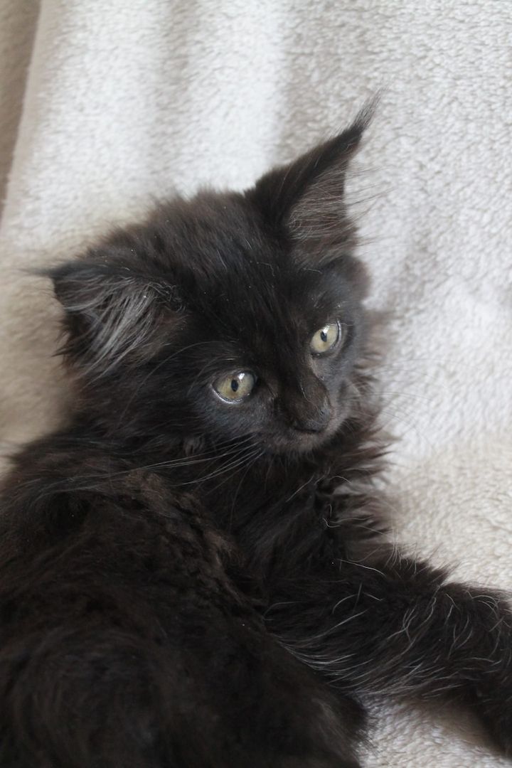 3 super süße und liebe Kitten