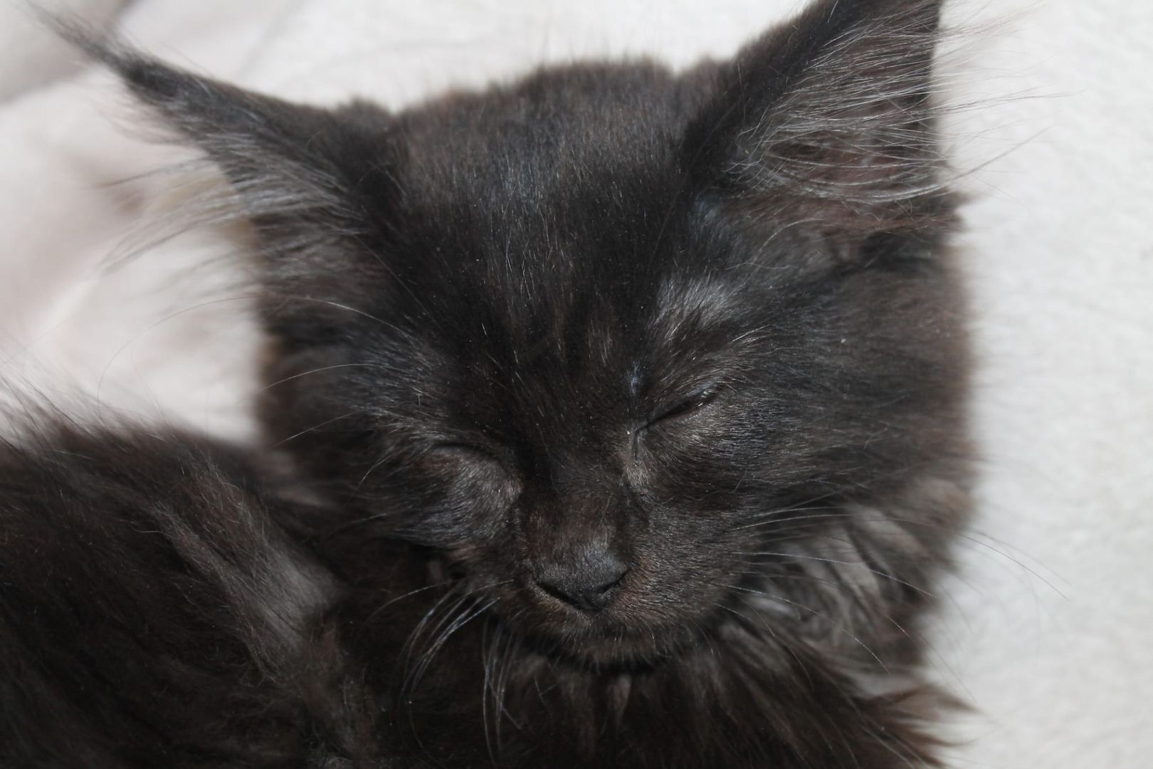 3 super süße und liebe Kitten