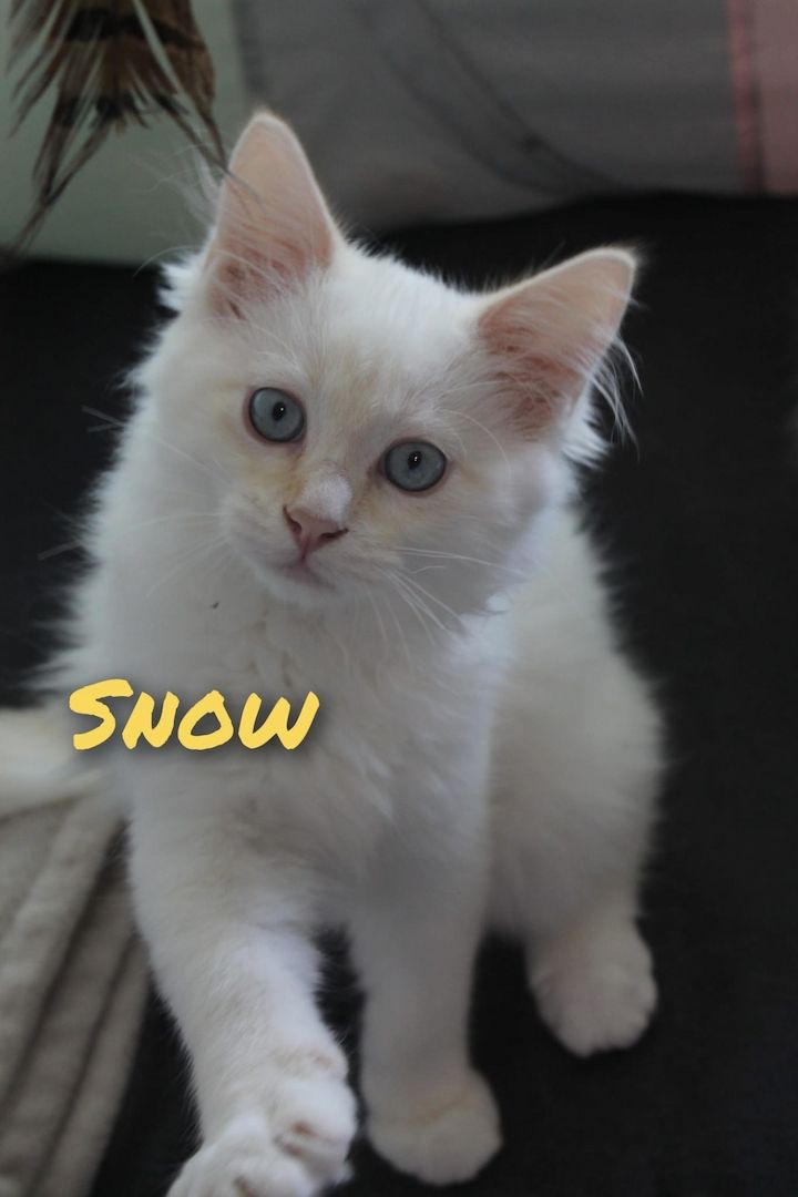 3 super süße und liebe Kitten