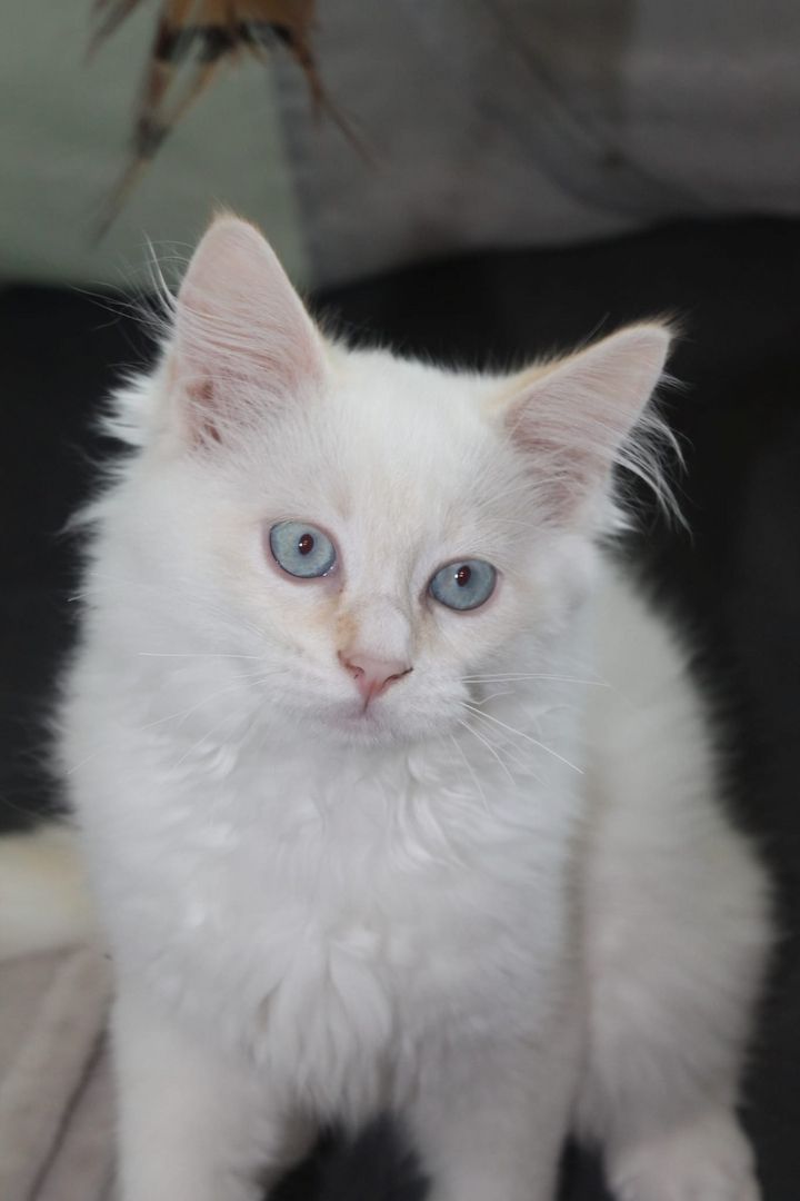 3 super süße und liebe Kitten