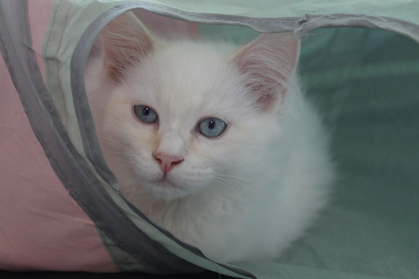 3 super süße und liebe Kitten