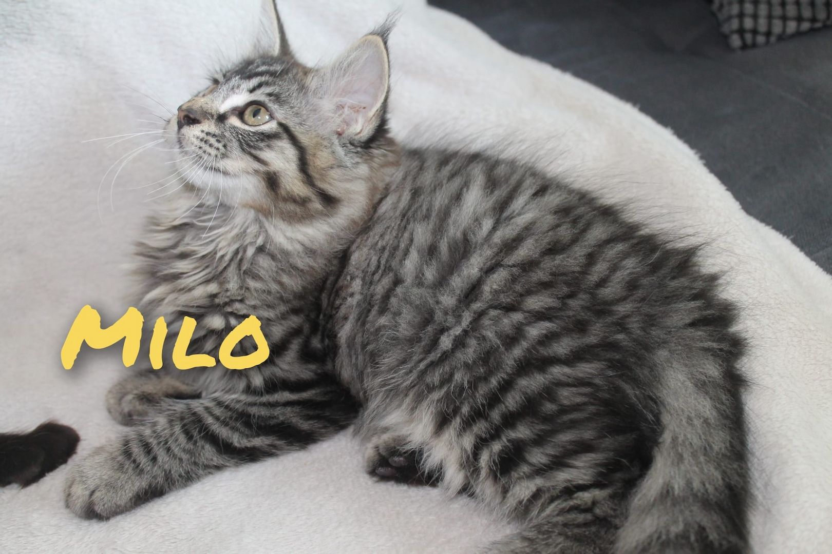 3 super süße und liebe Kitten