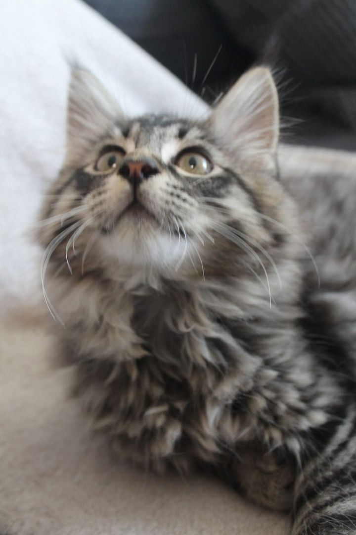 3 super süße und liebe Kitten