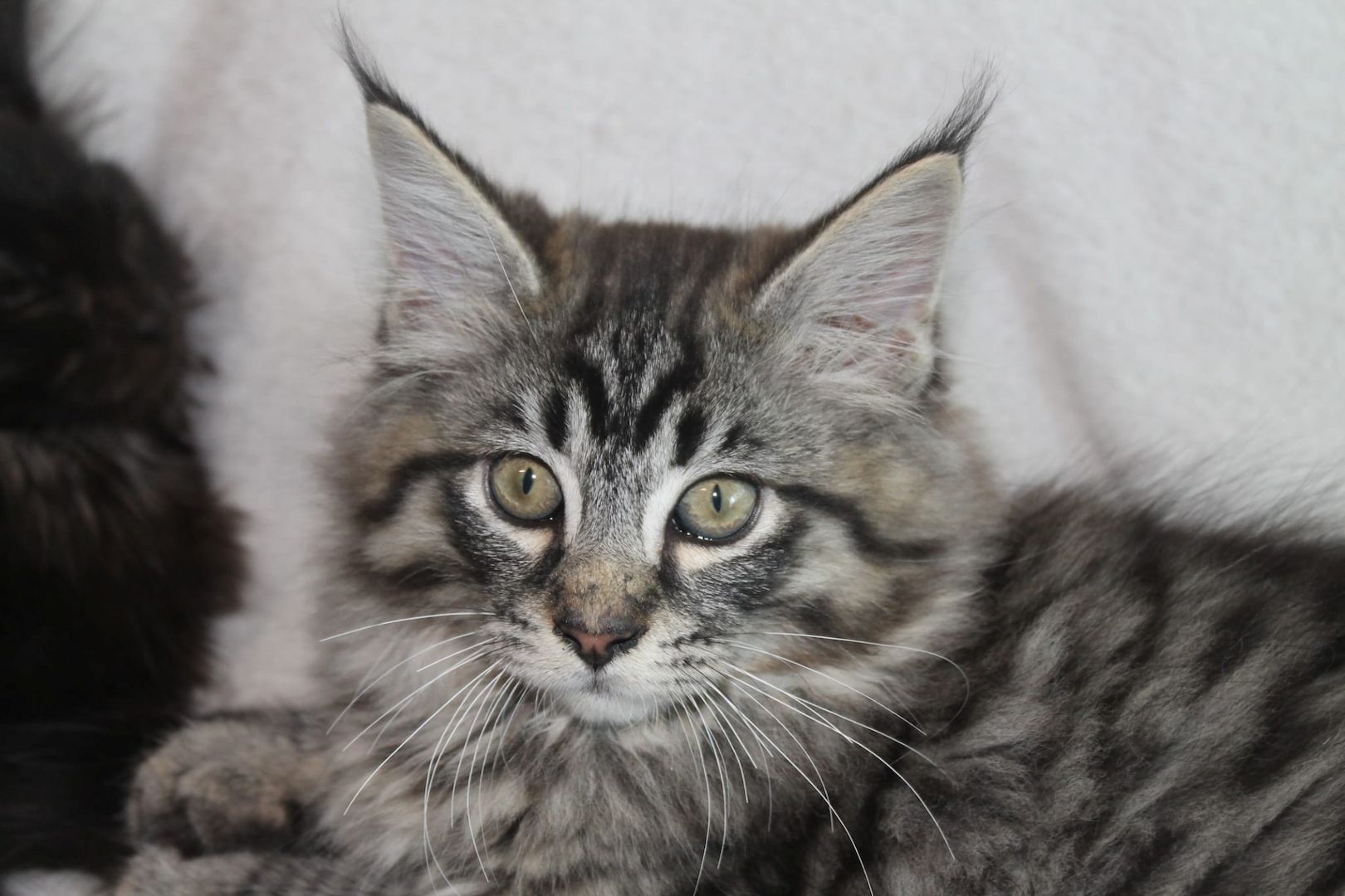 3 super süße und liebe Kitten