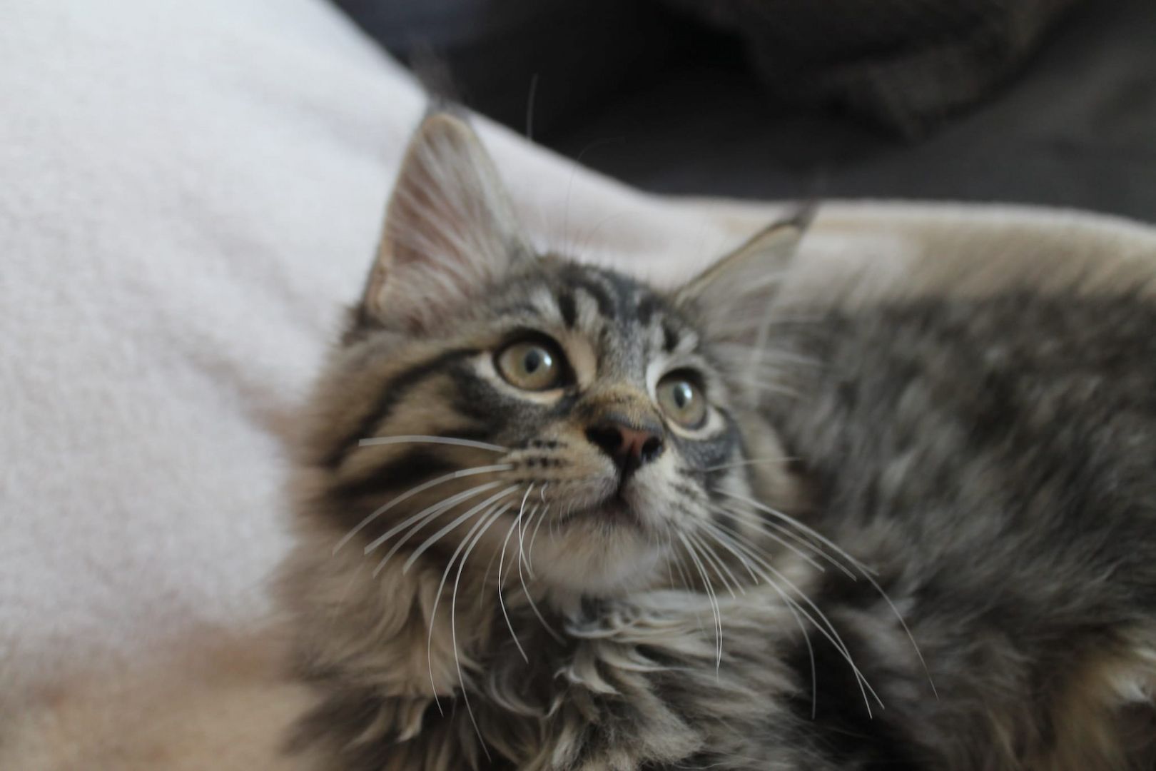 3 super süße und liebe Kitten