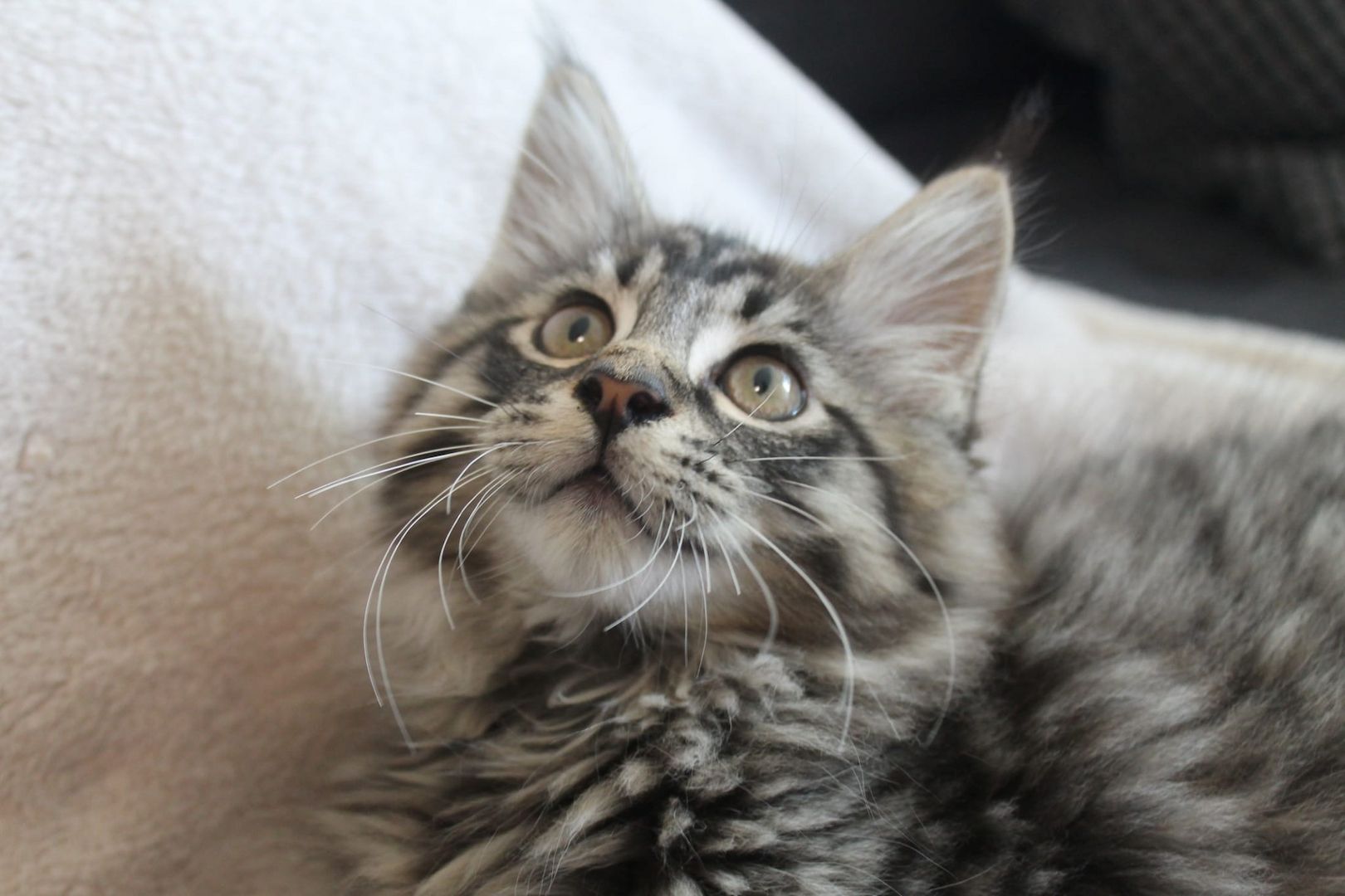 3 super süße und liebe Kitten