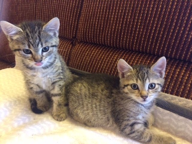 Drollige Hauskatzenkits