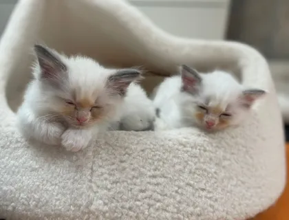 Ragdoll Kitten