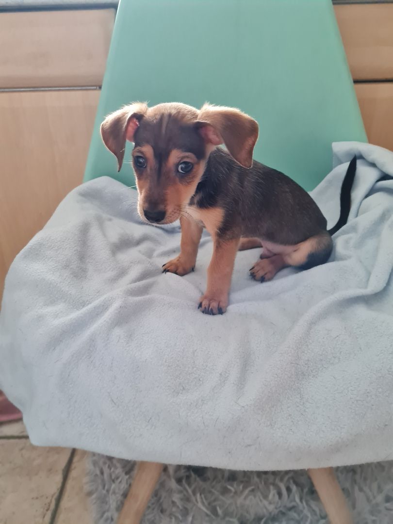 Jack Russell Mix Welpen Jack Russell Mix Welpen