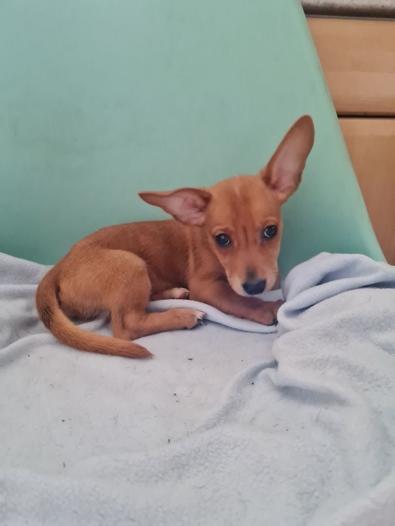 Jack Russell Mix Welpen Jack Russell Mix Welpen