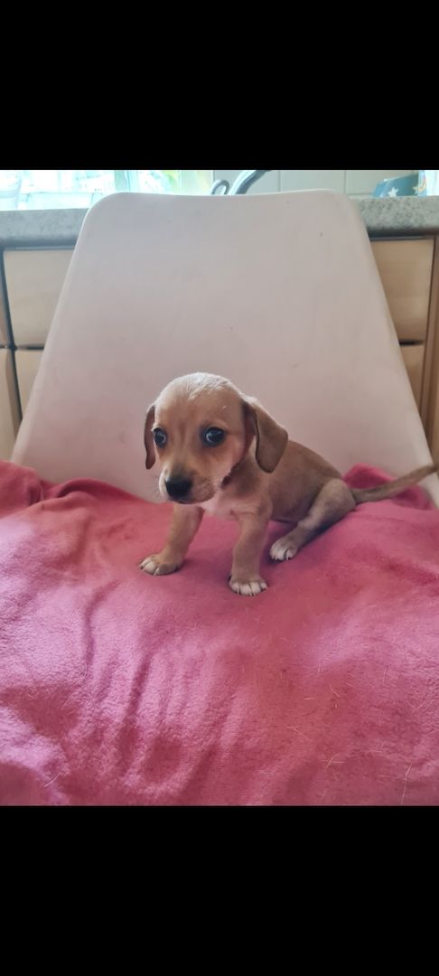 Jack Russell Mix Welpen Jack Russell Mix Welpen