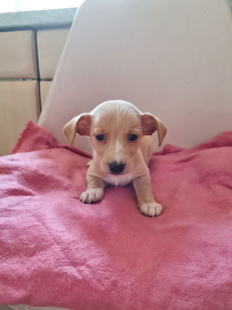 Jack Russell Mix Welpen Jack Russell Mix Welpen