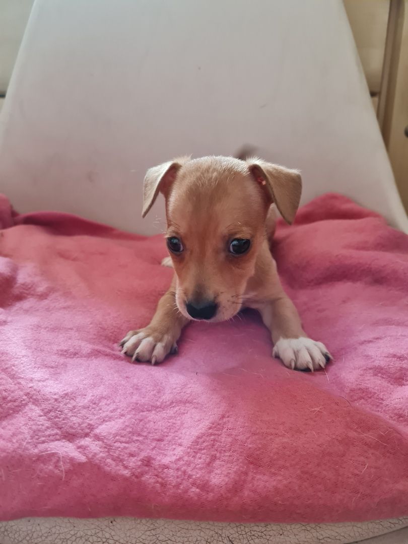 Jack Russell Mix Welpen Jack Russell Mix Welpen