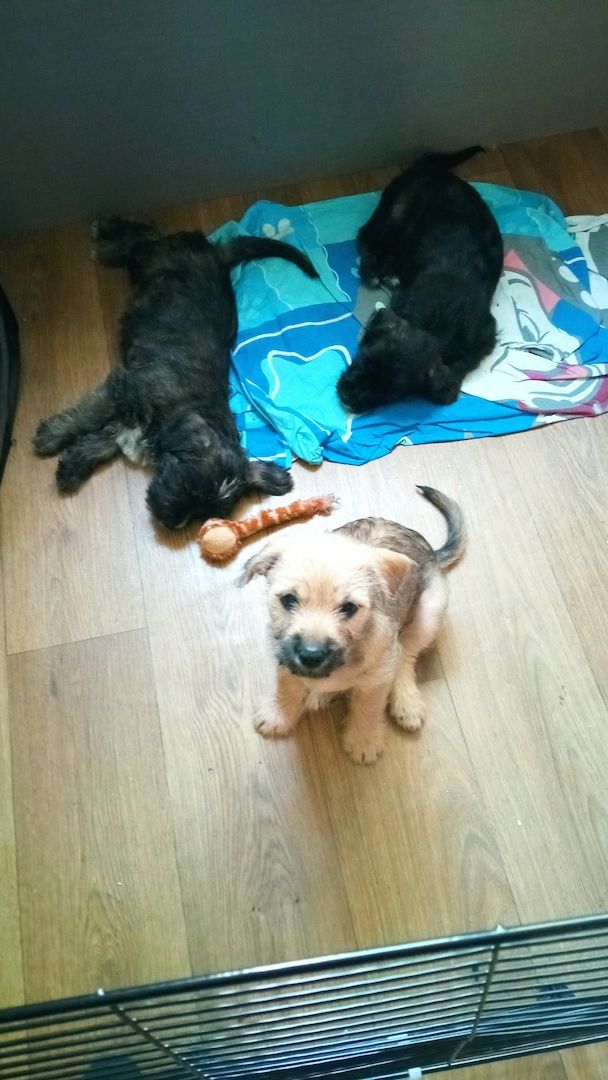 3 Mischlings Hündinnen 3 Mischlings Hündinnen