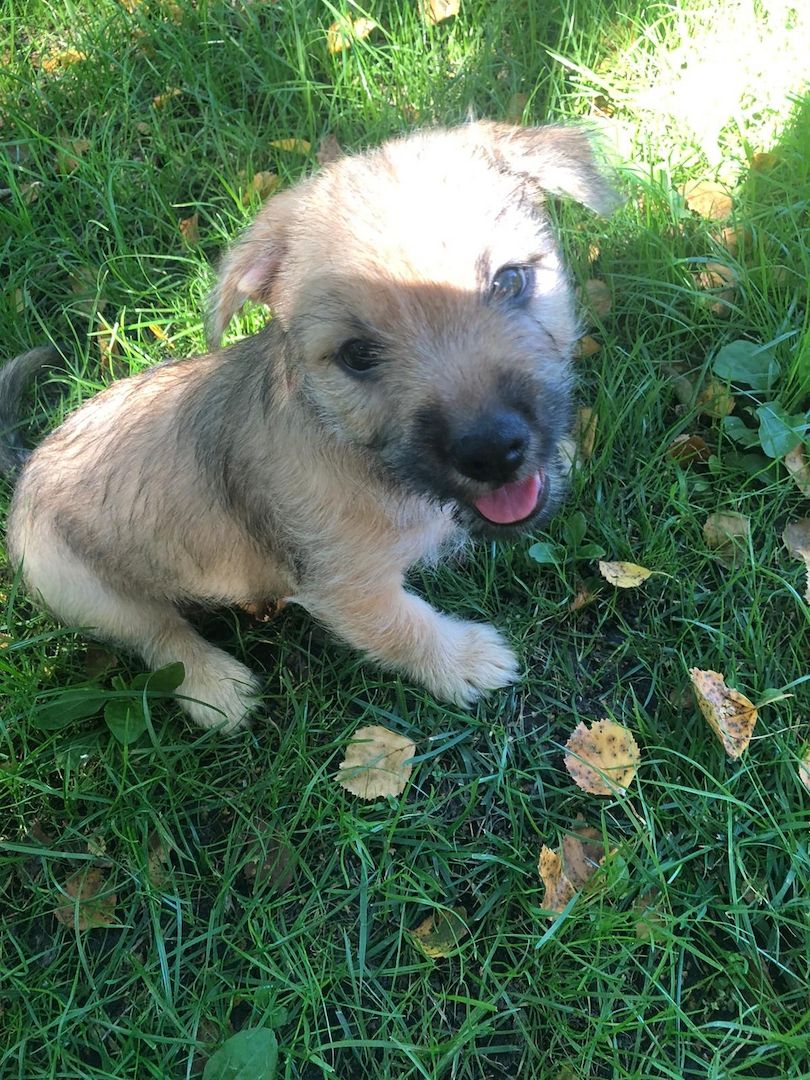 3 Mischlings Hündinnen 3 Mischlings Hündinnen