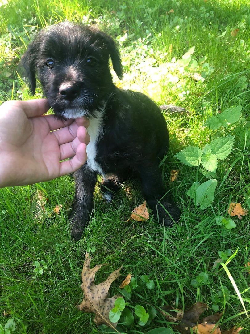 3 Mischlings Hündinnen 3 Mischlings Hündinnen