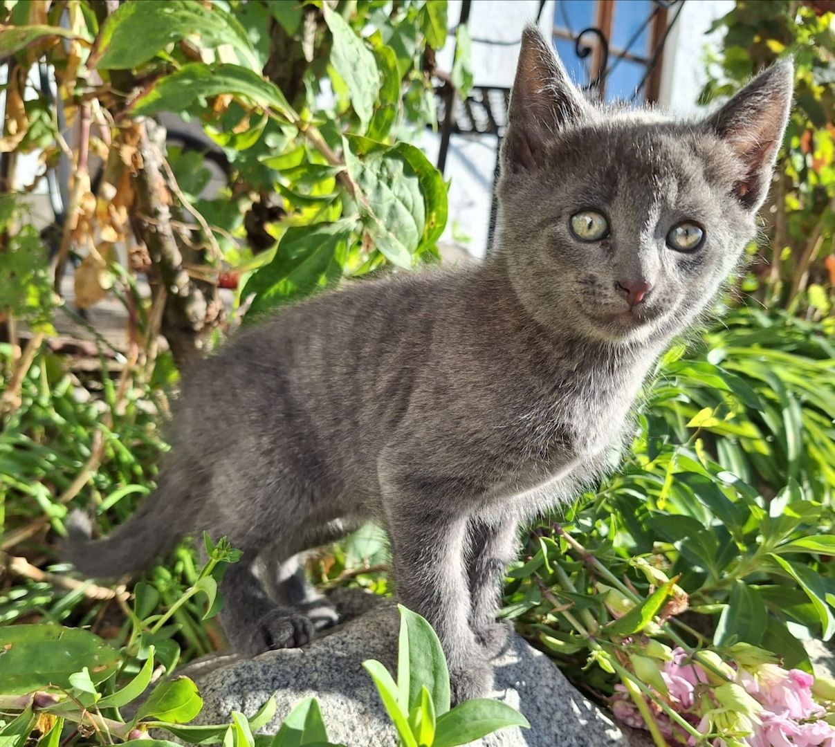 Kleiner Kater, 7 Wochen alt