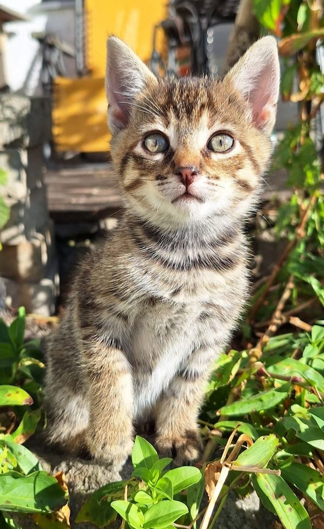 Kleine Kätzin, 7 Wochen alt Kleine Kätzin, 7 Wochen alt