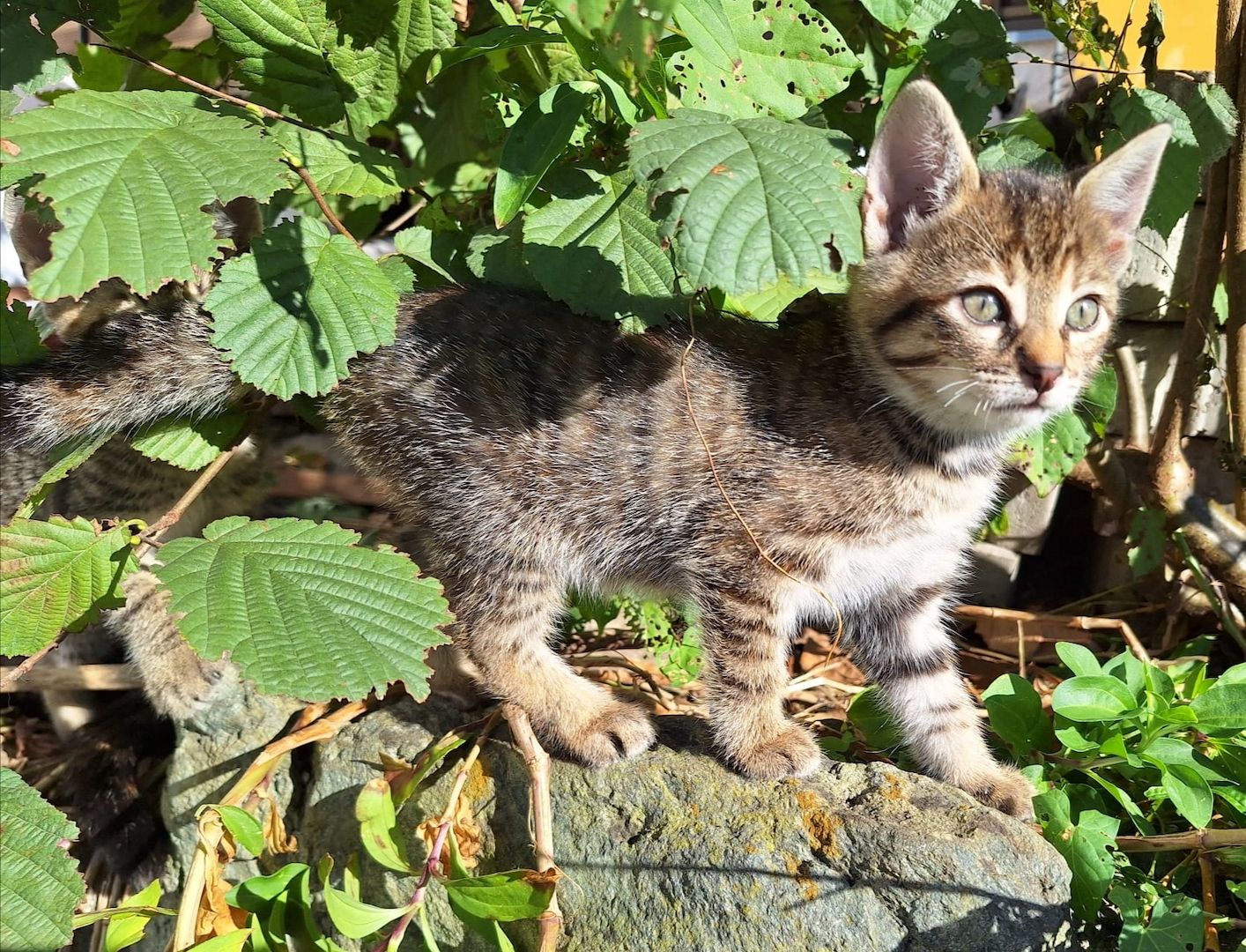 Kleine Kätzin, 7 Wochen alt Kleine Kätzin, 7 Wochen alt