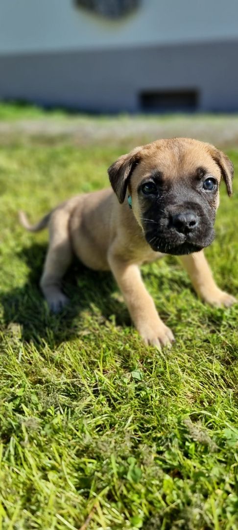 PresaCanarioXCaneCorso Welpen