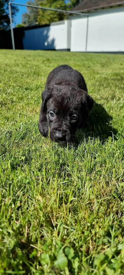 PresaCanarioXCaneCorso Welpen