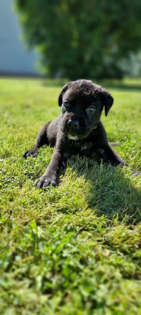 PresaCanarioXCaneCorso Welpen