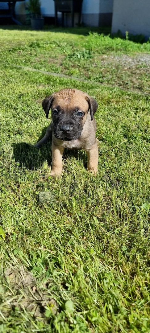 PresaCanarioXCaneCorso Welpen