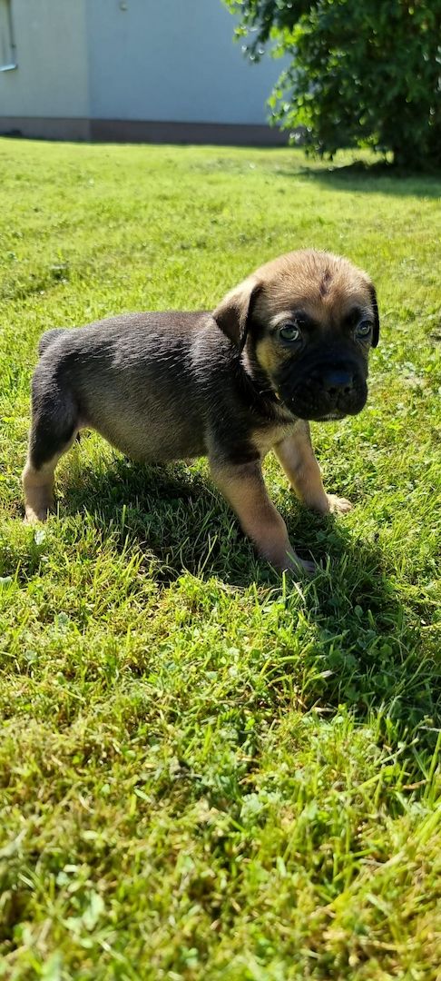 PresaCanarioXCaneCorso Welpen