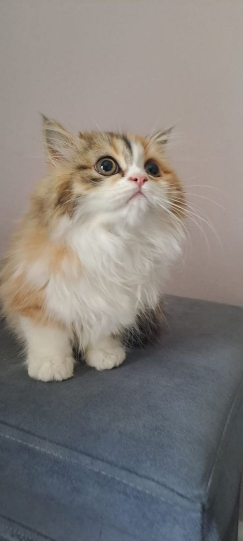 Perser Kitten mit Näschen 12wochen alt