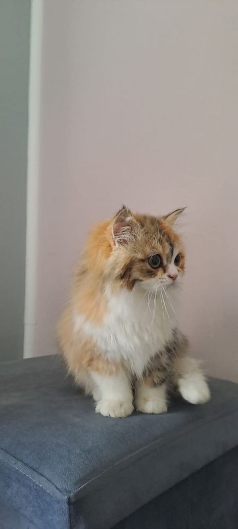 Perser Kitten mit Näschen 12wochen alt