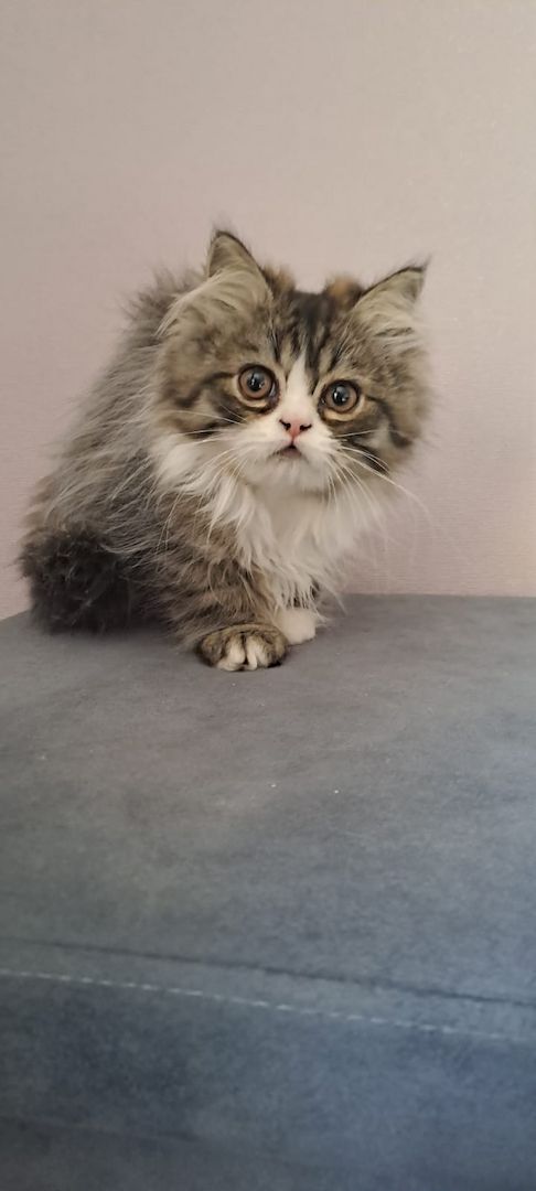 Perser Kitten mit Näschen 12wochen alt