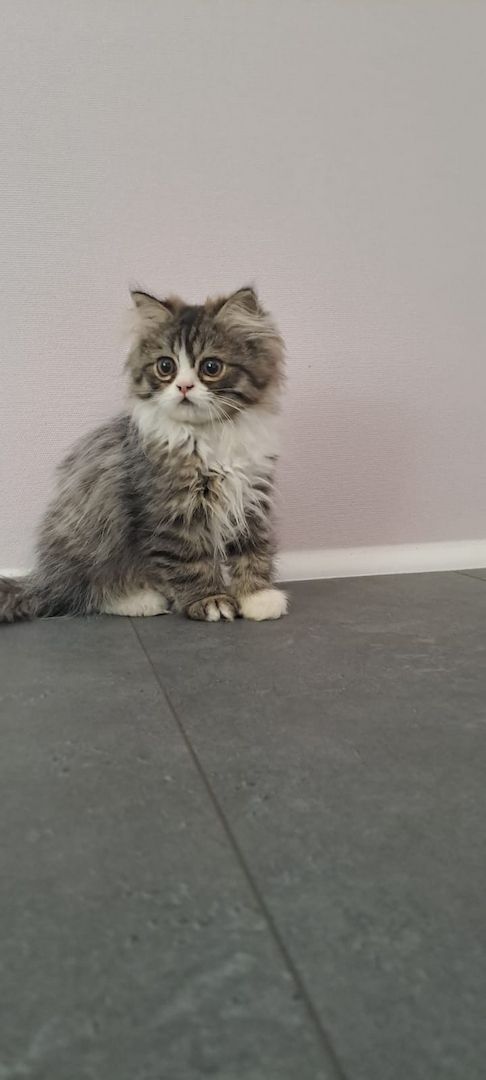 Perser Kitten mit Näschen 12wochen alt