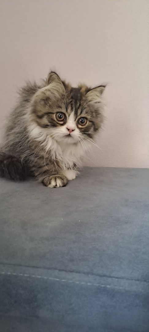 Perser Kitten mit Näschen 12wochen alt