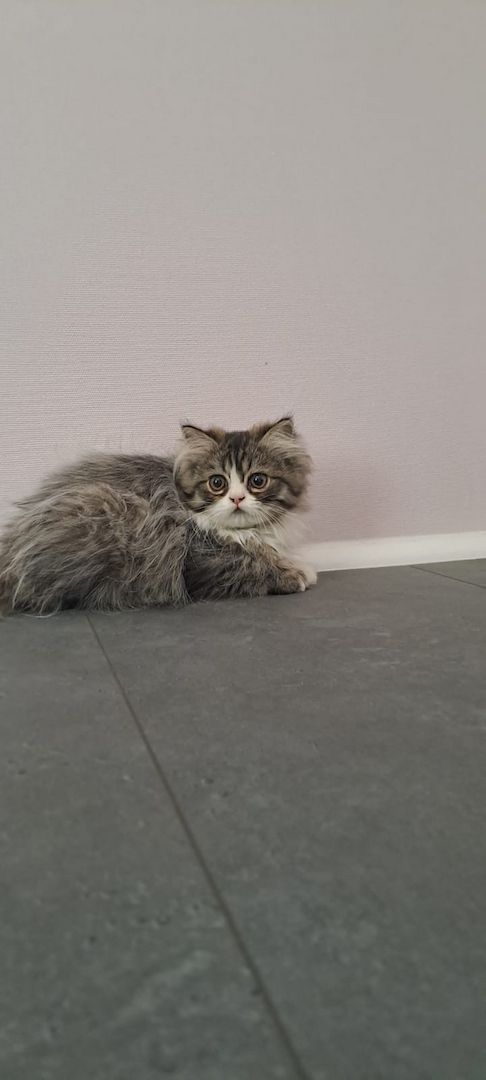 Perser Kitten mit Näschen 12wochen alt