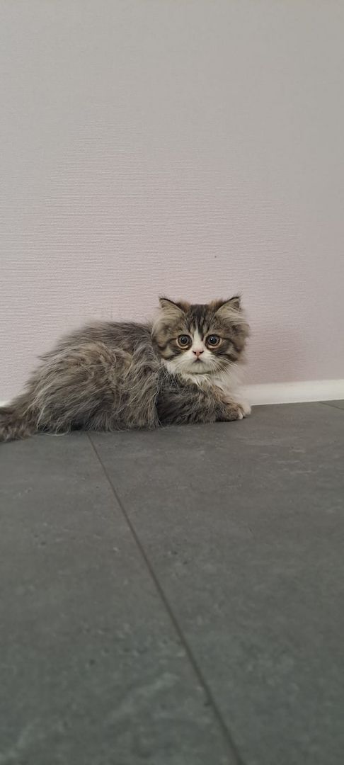 Perser Kitten mit Näschen 12wochen alt