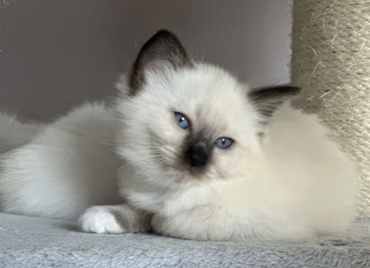 Ragdoll Kitten 3 Kater