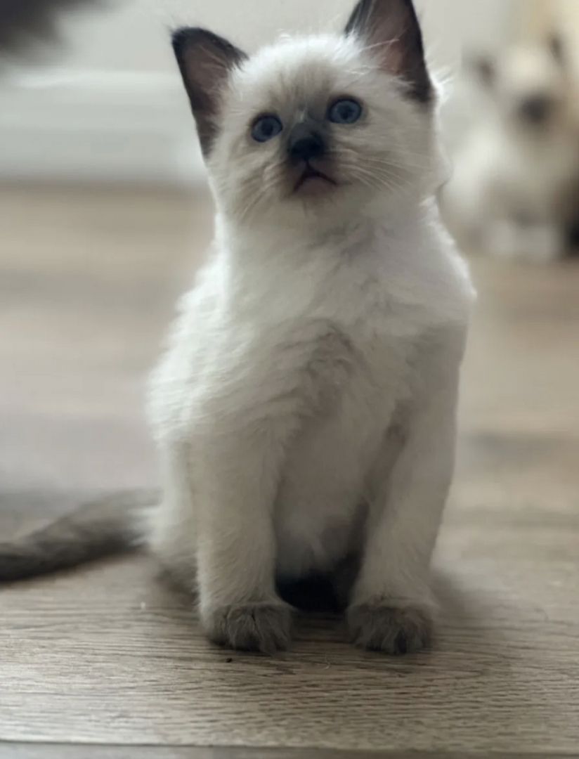 Ragdoll Kitten 3 Kater