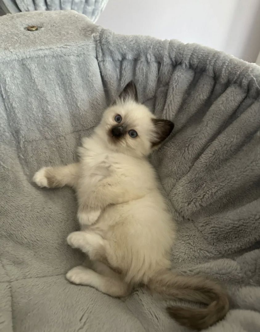 Ragdoll Kitten 3 Kater