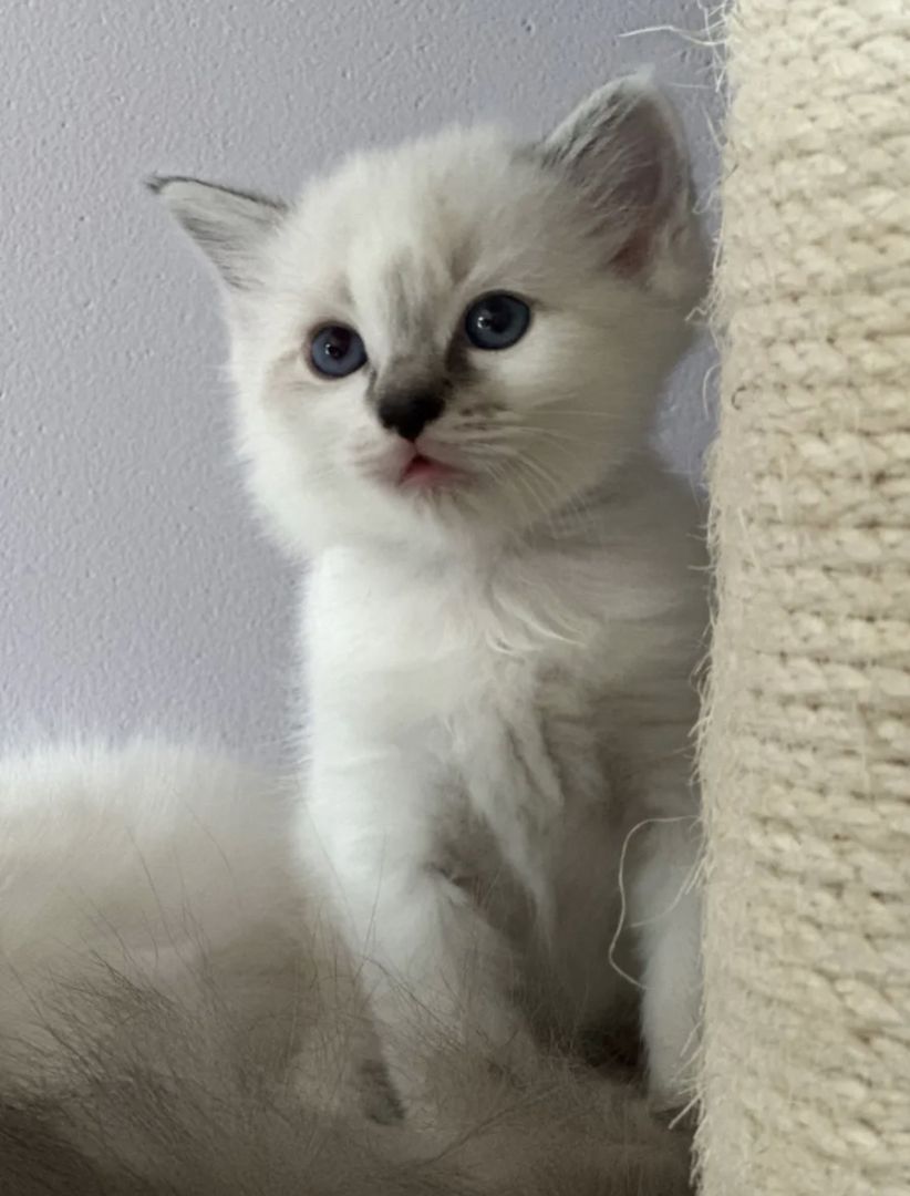 Ragdoll Kitten 3 Kater