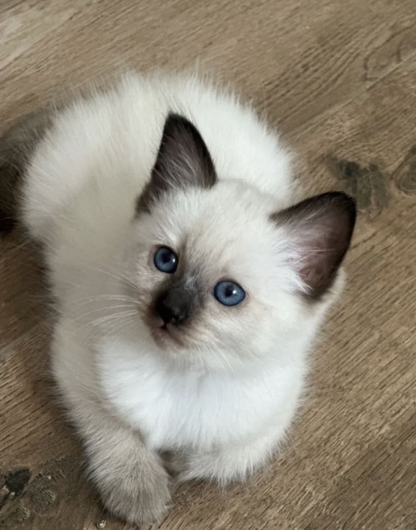 Ragdoll Kitten 3 Kater