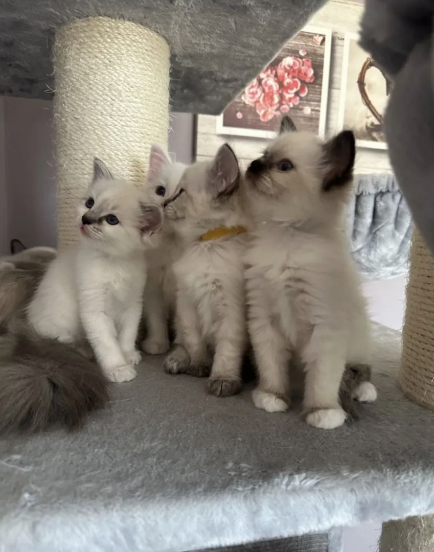 Ragdoll Kitten 3 Kater
