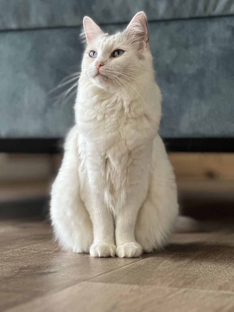 Ragdoll Kitten 3 Kater