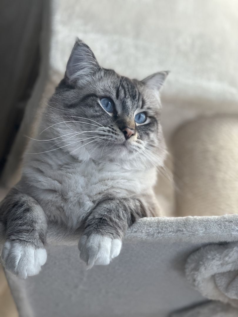 Ragdoll Kitten 3 Kater