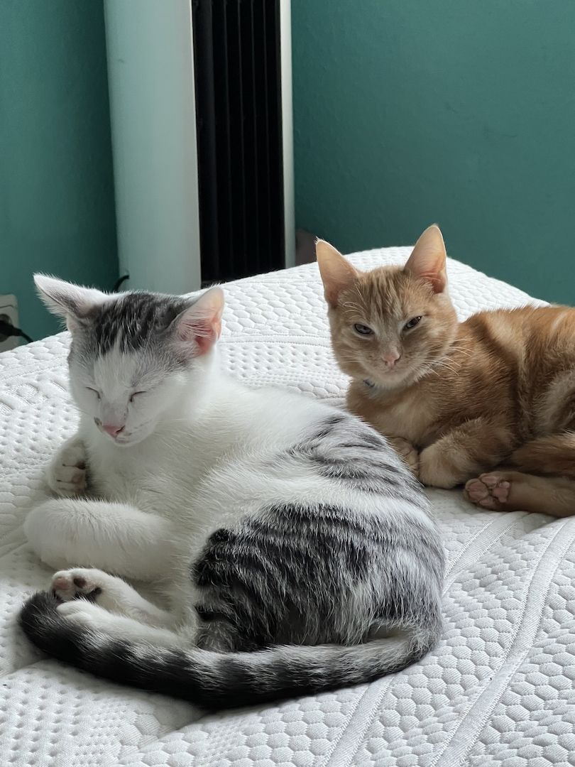 2 Kater dringend abzugeben